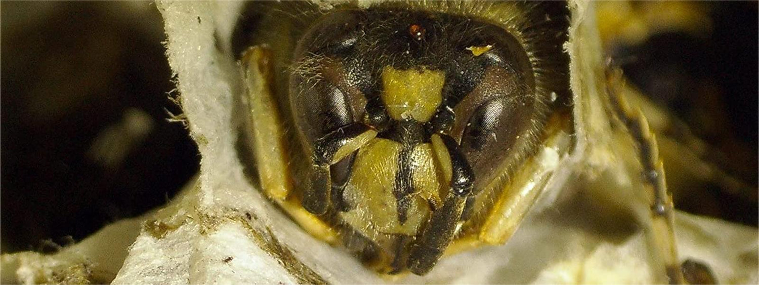 A bee under the Tomlov DM202 digital microscope