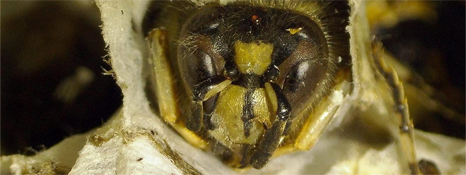 A bee under the Tomlov DM202 digital microscope